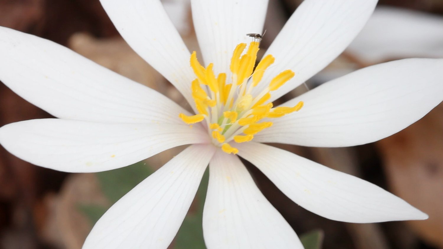 Bloodroot,+close,+top