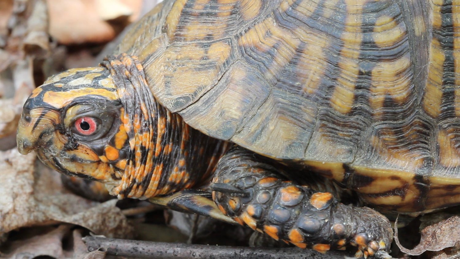 Box+Turtle,+right+side,+close-up