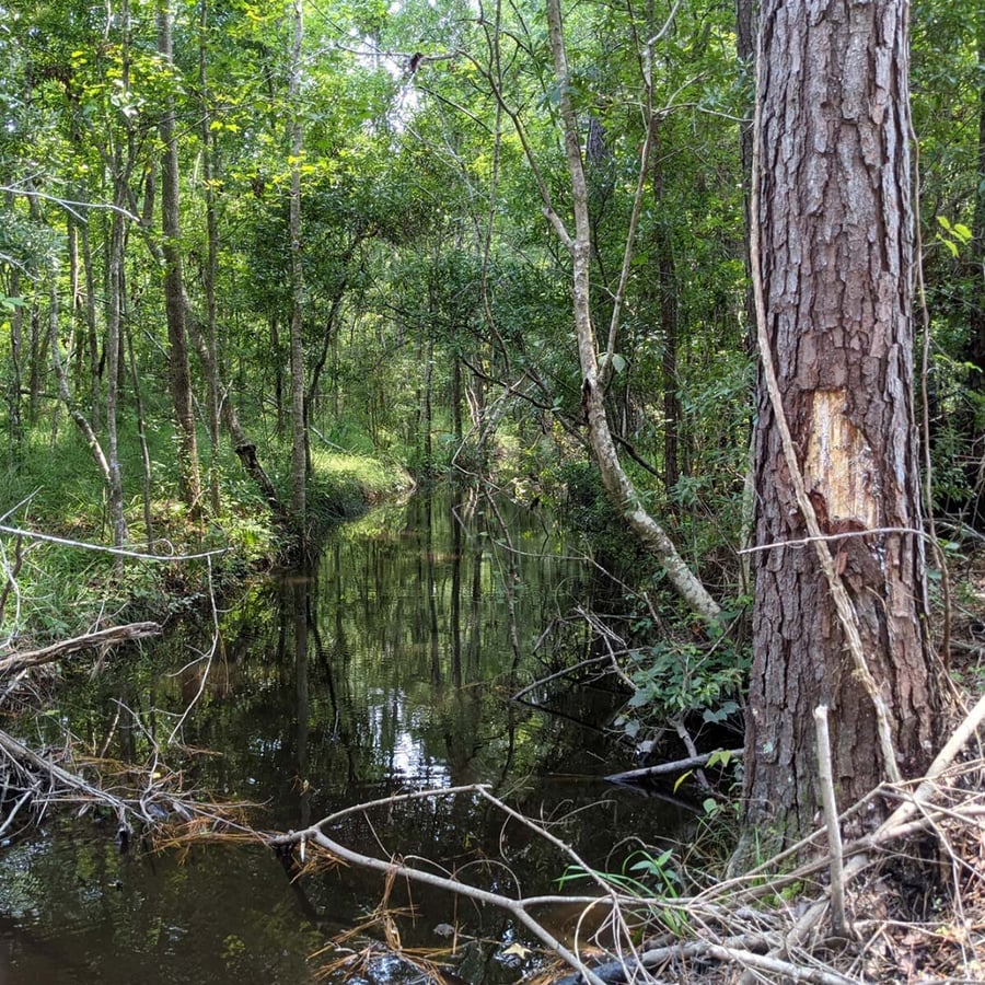 french quarter creek charleston sc conservation mitigation easement non-profit