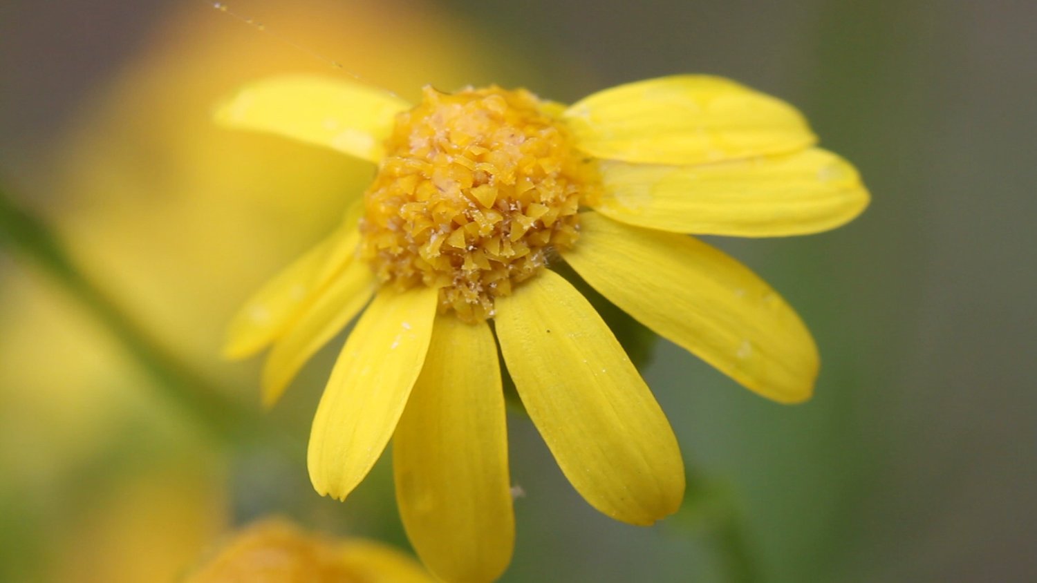 Packera+millefolium,+Wolf+Mountain,+close-up+of+flower+2