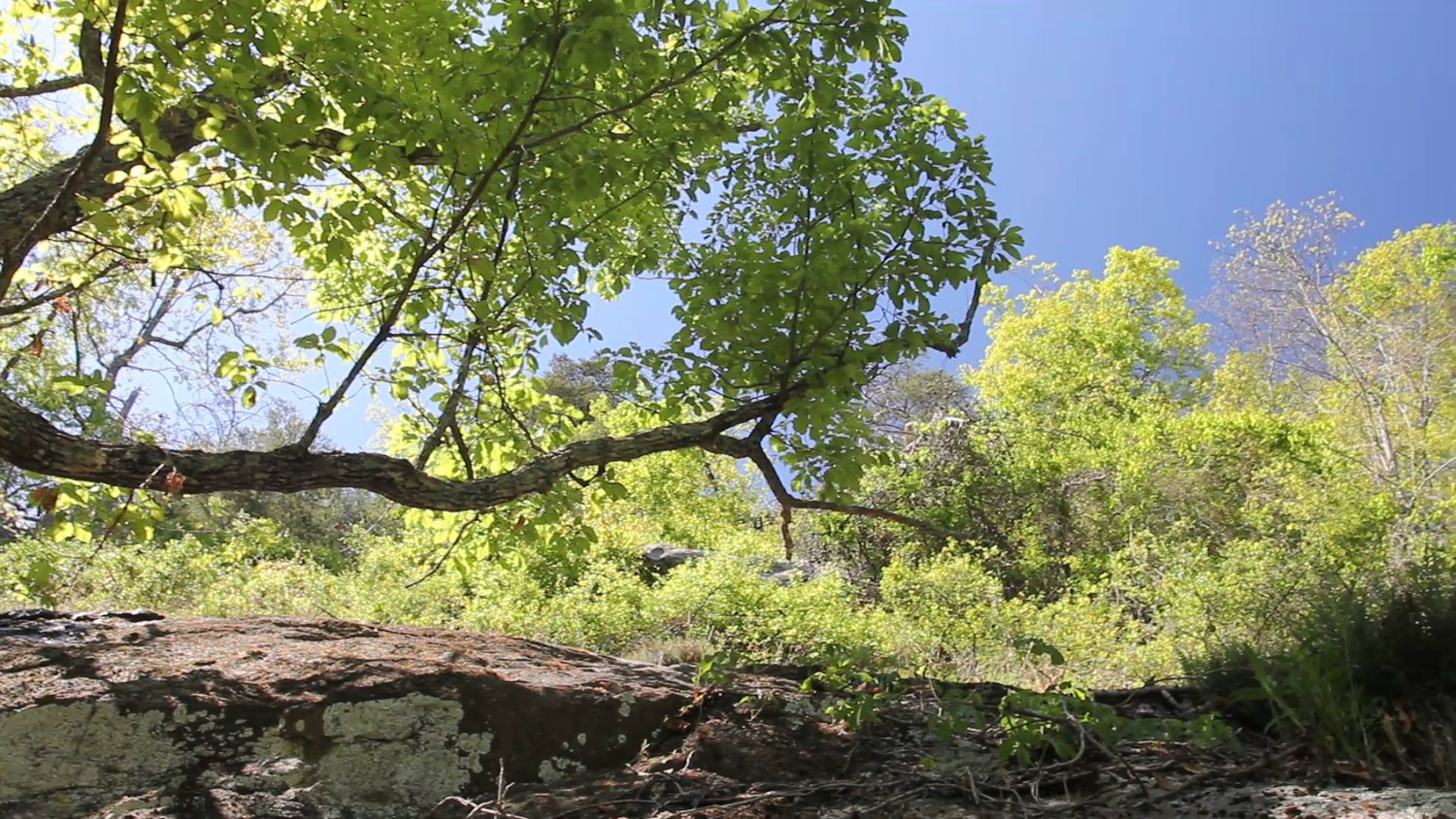 Rockey+Face+outcrop,+chestnut+oak,+pan+left+to+right