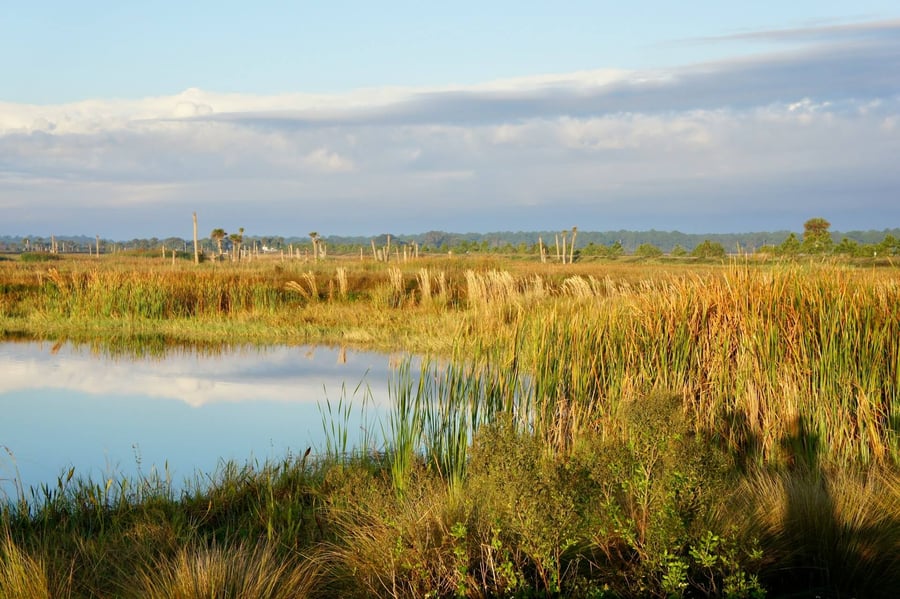 gulf coast plains wetland conservation mitigation easement non-profit