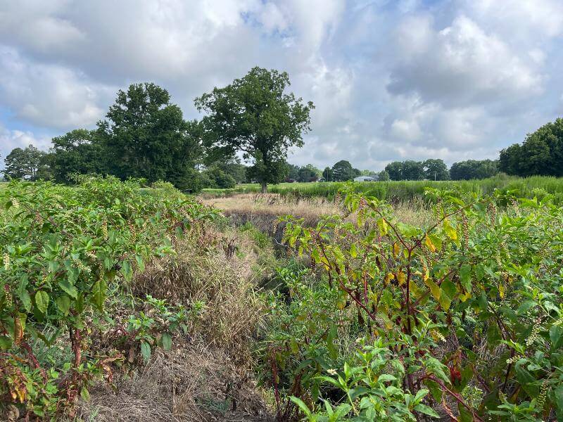 hatch hill north carolina conservation easement family farm