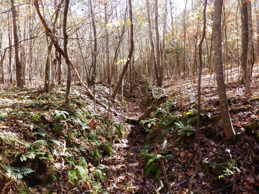 photo of the hopkins creek conservation easement in caswell county north carolina