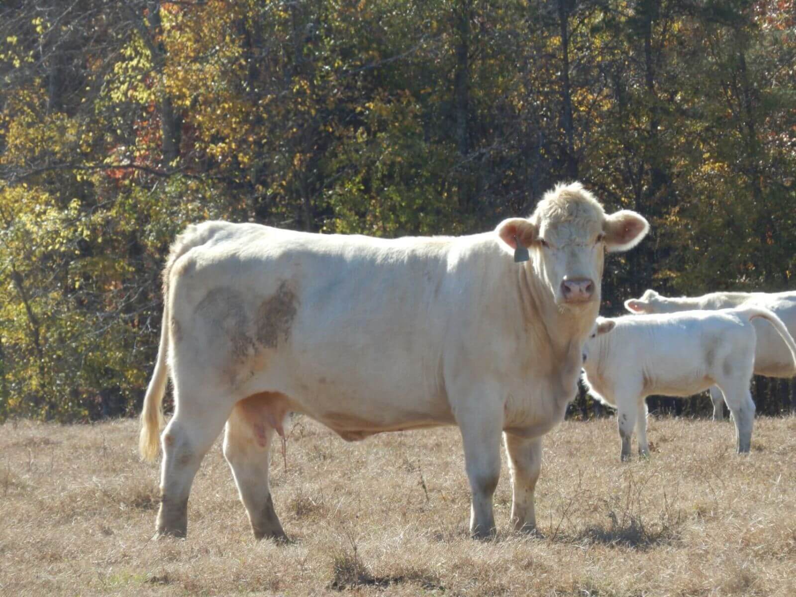 hopkins farm land conservation easement north carolina