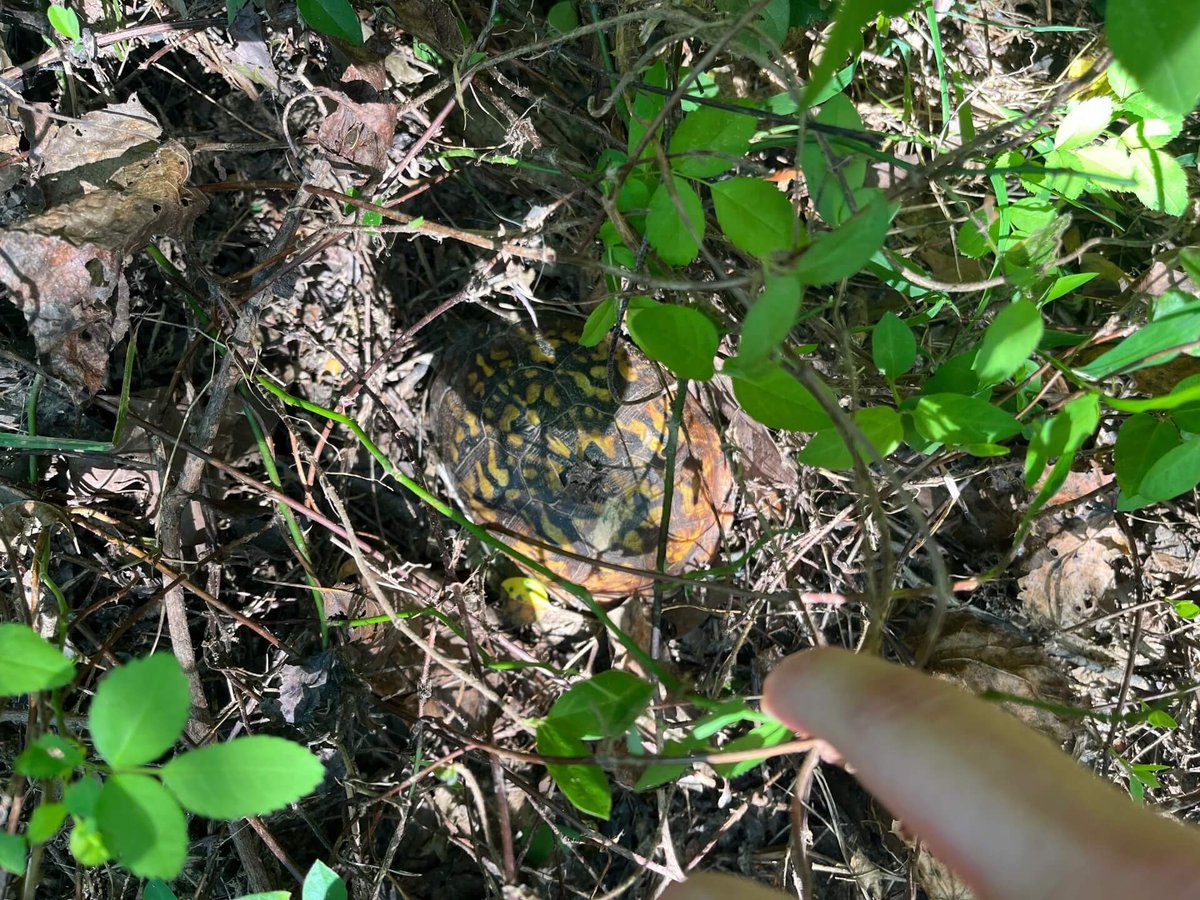 jigsaw conservation easement wildlife