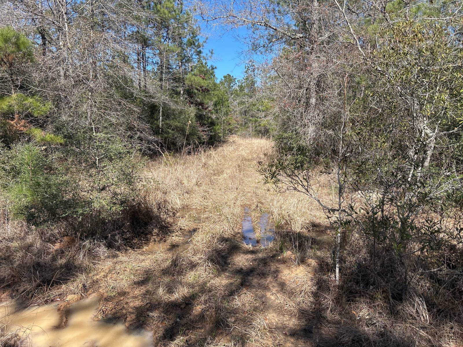 photo of batiste creek conservation in texas