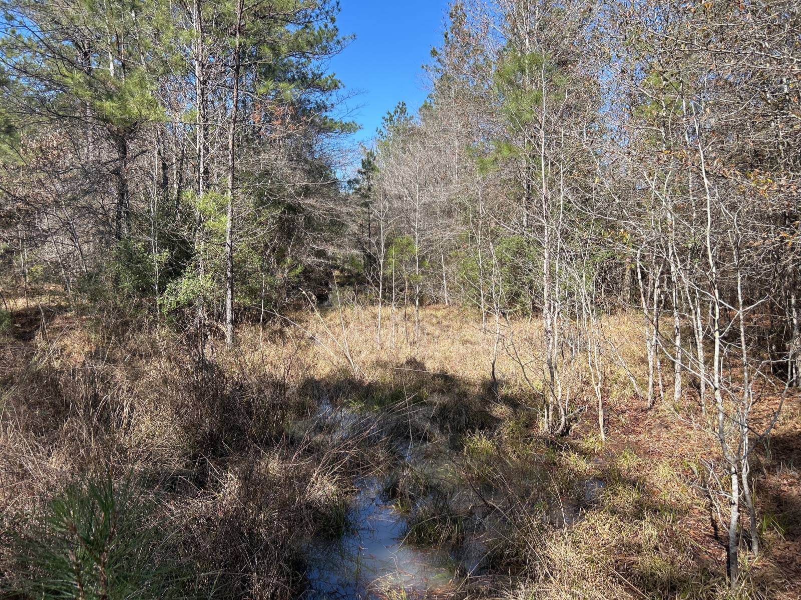 photo of batiste creek conservation mitigation easement texas