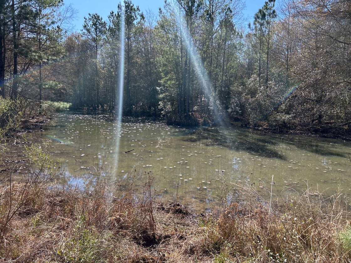 photo of batiste creek conservation mitigation easement