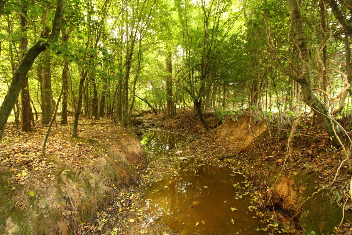 photo of blue sky conservation easement in north carolina