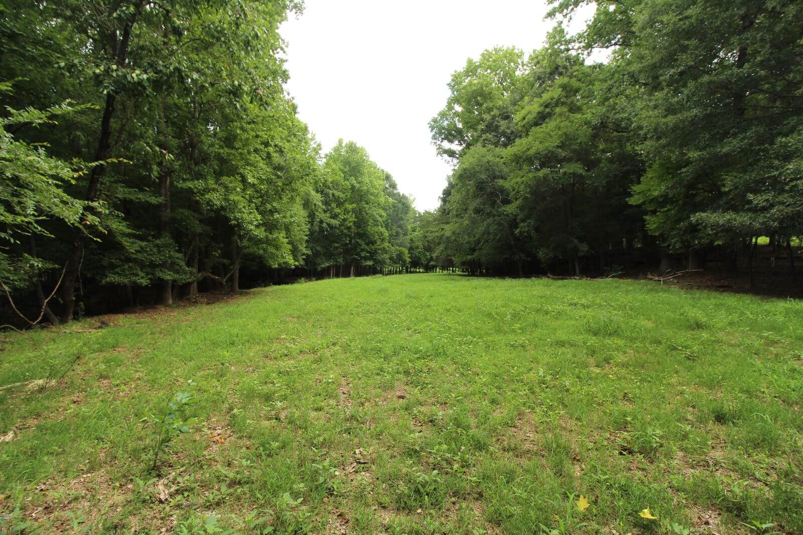 photo of blue sky mitigation conservation easement in north carolina