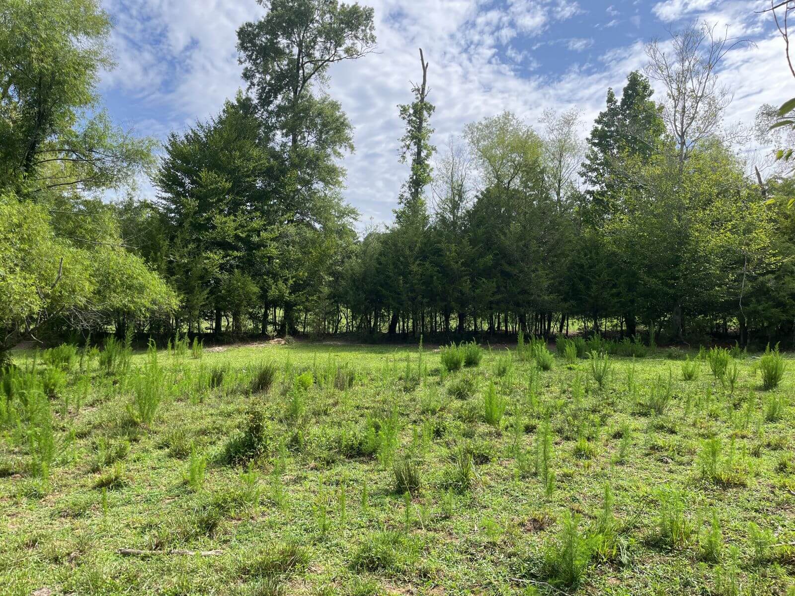 photo of blue sky mitigation conservation easement