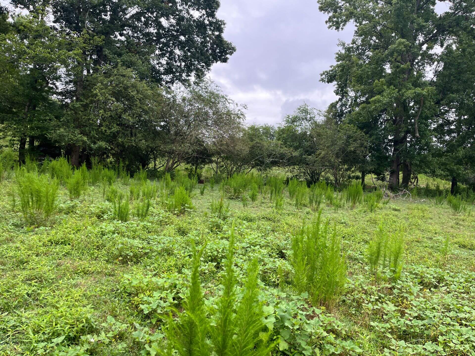 photo of bootstrap conservation easement north carolina