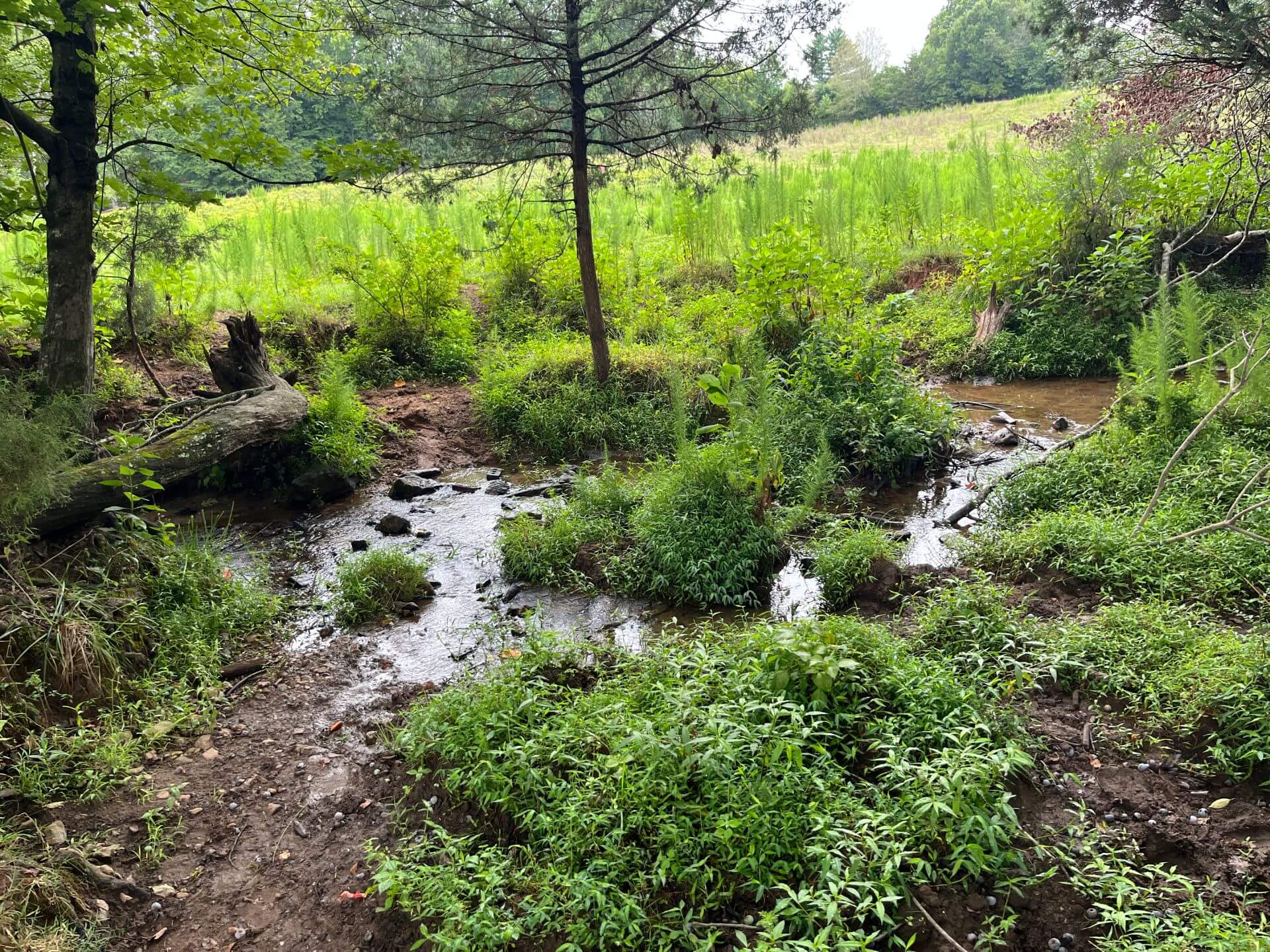 photo of bootstrap conservation easement