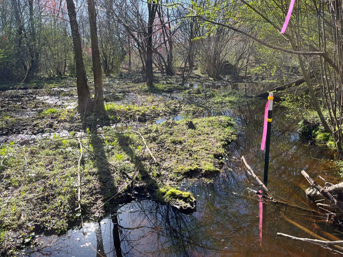 photo of brooks swamp conservation easement north carolina