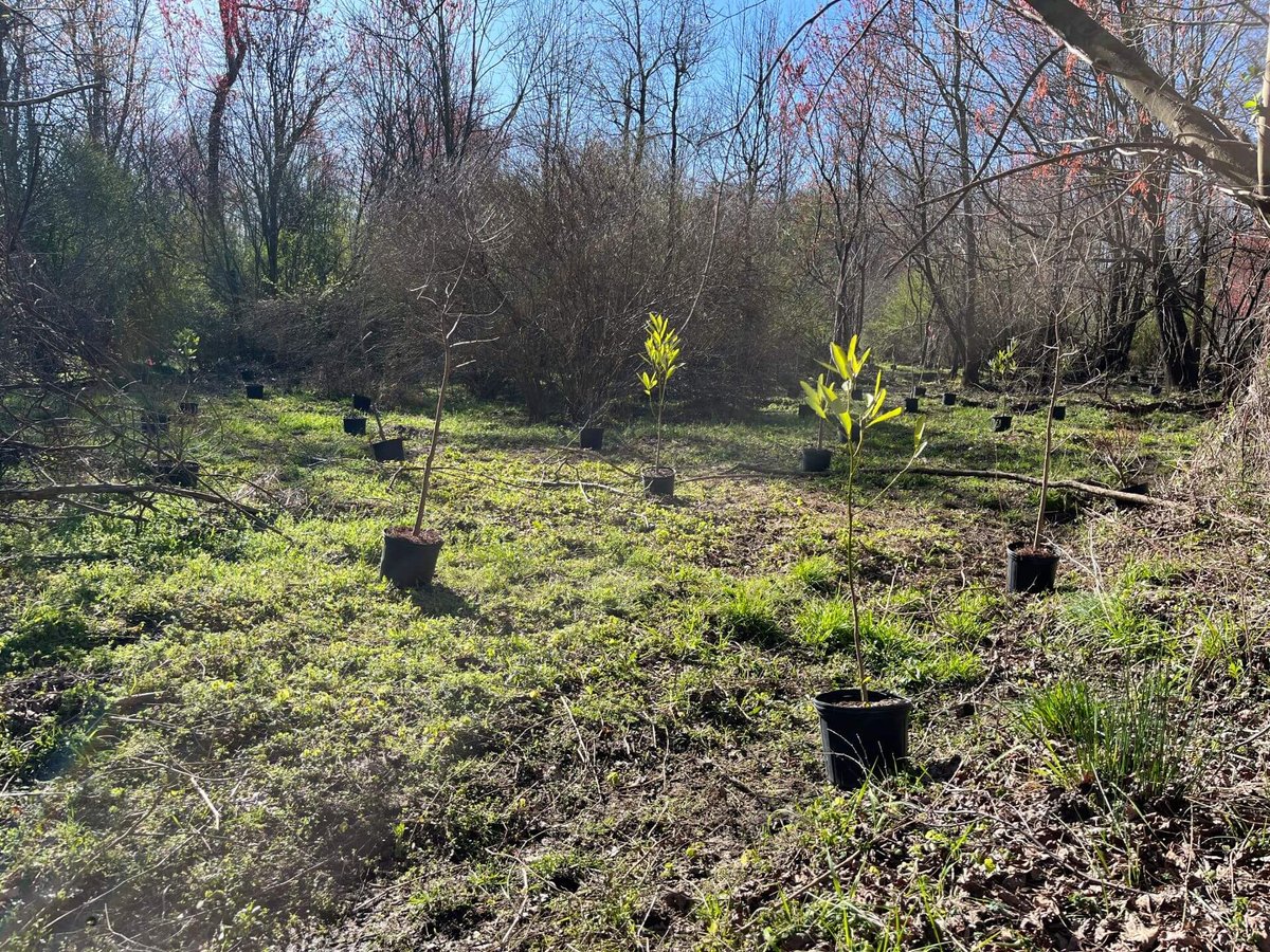 photo of brooks swamp conservation easement wayne county