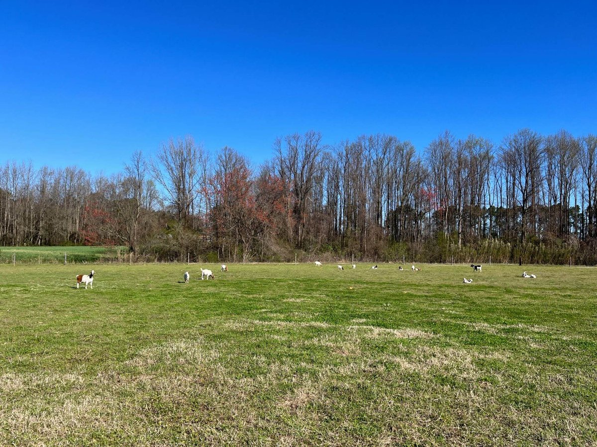 photo of brooks swamp