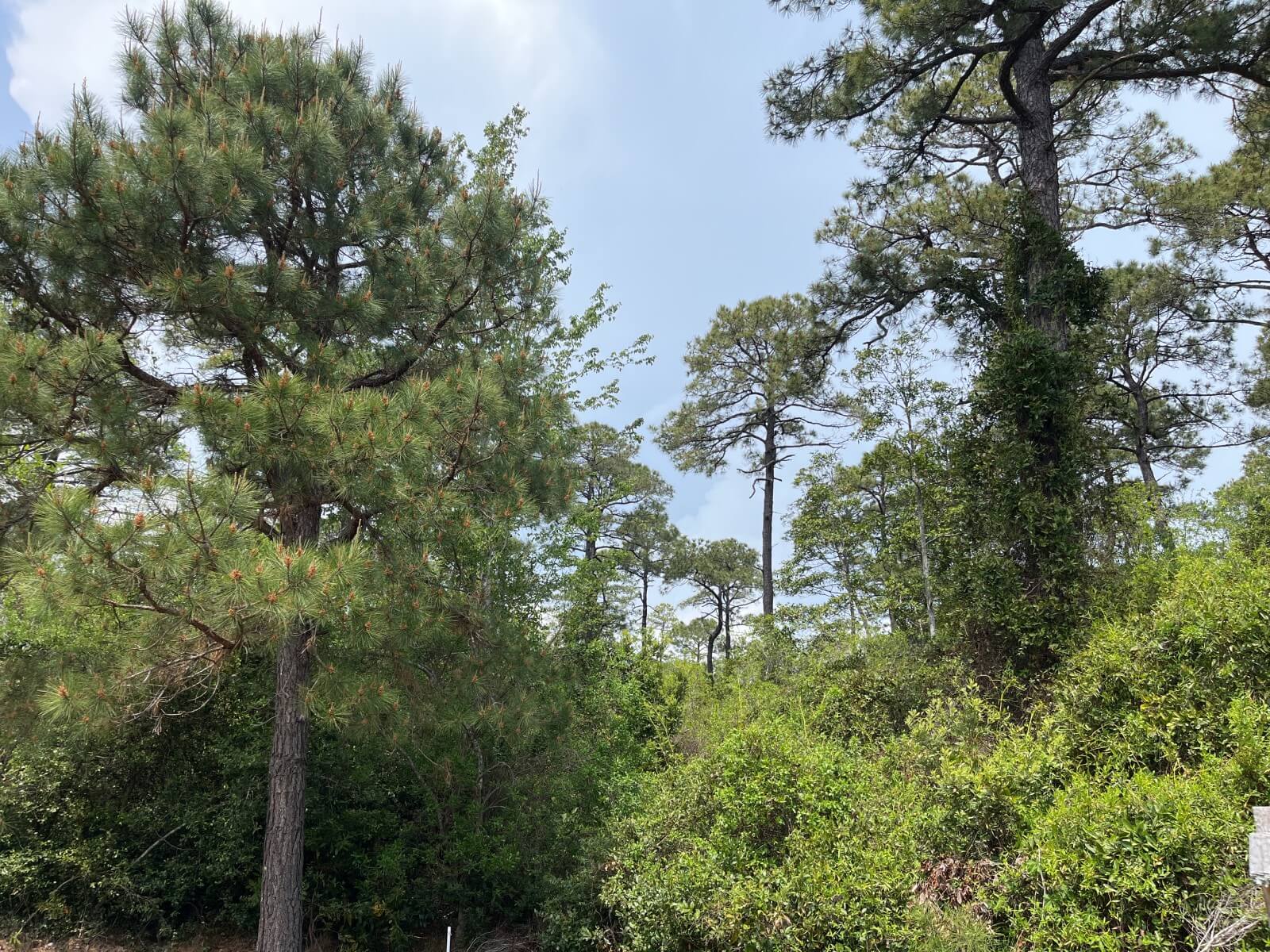 photo of conservation easement in brunswick county nc