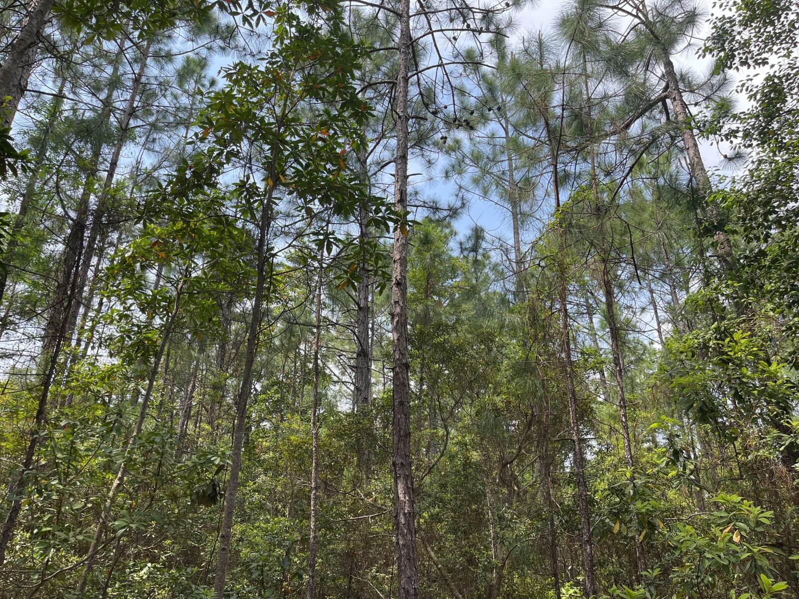 photo of conservation easement in brunswick county