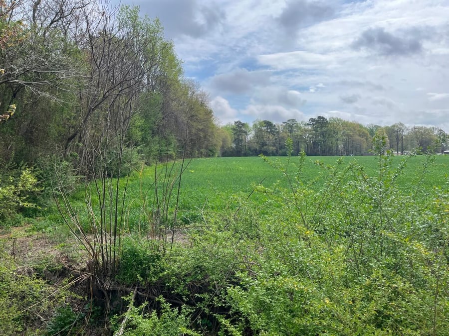 photo of cox farms conservation mitigation easement in north carolina