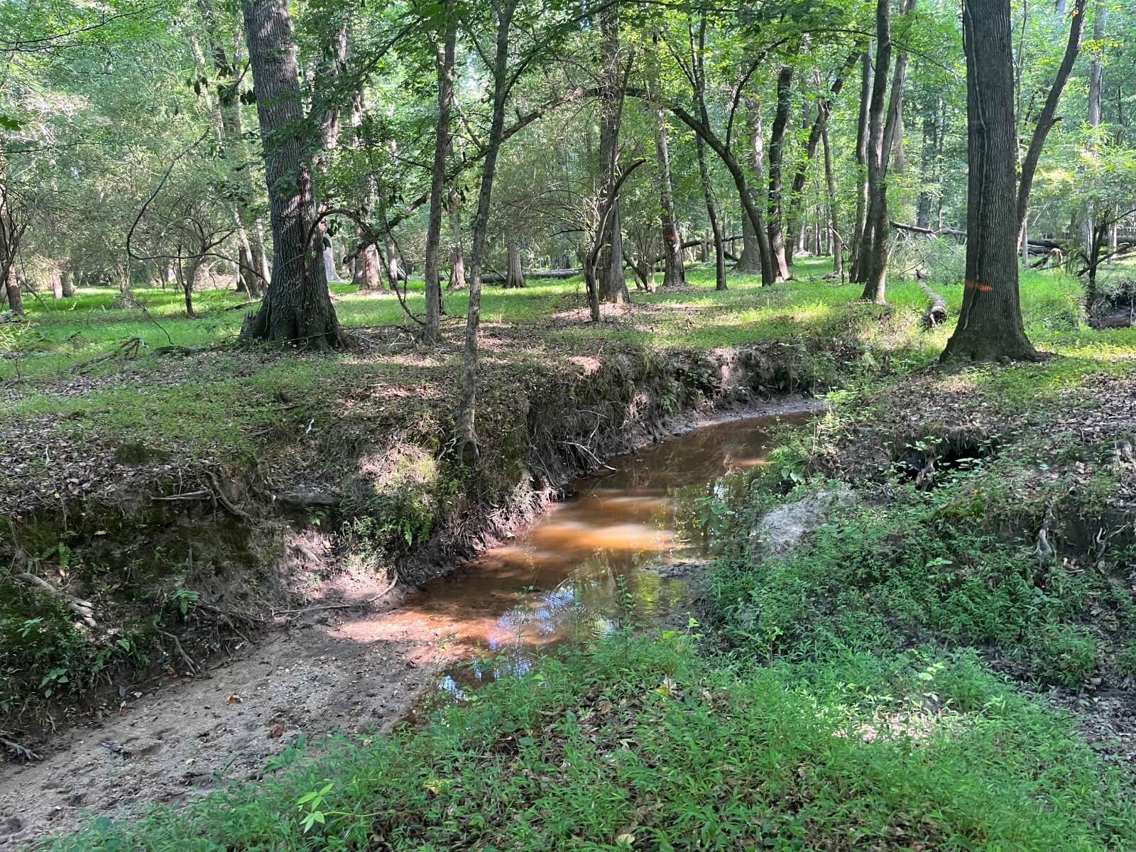 photo of east mingo conservation easement nc