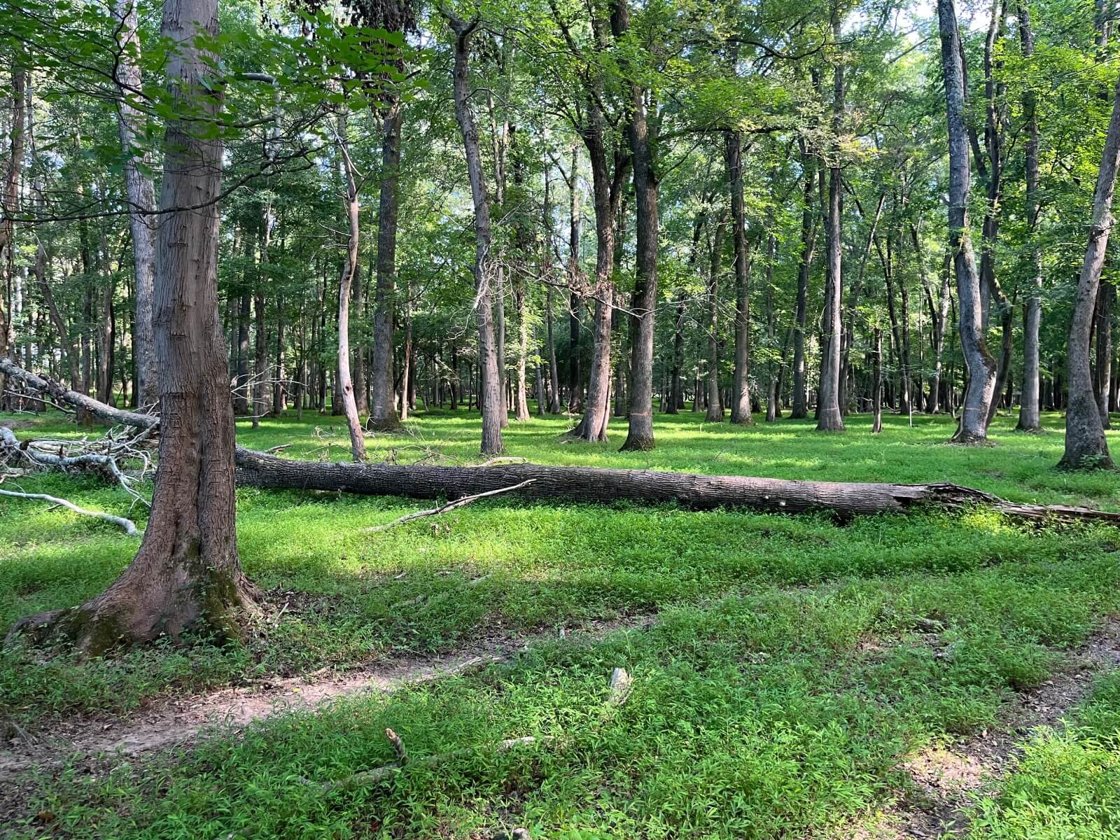 photo of east mingo conservation easement north carolina