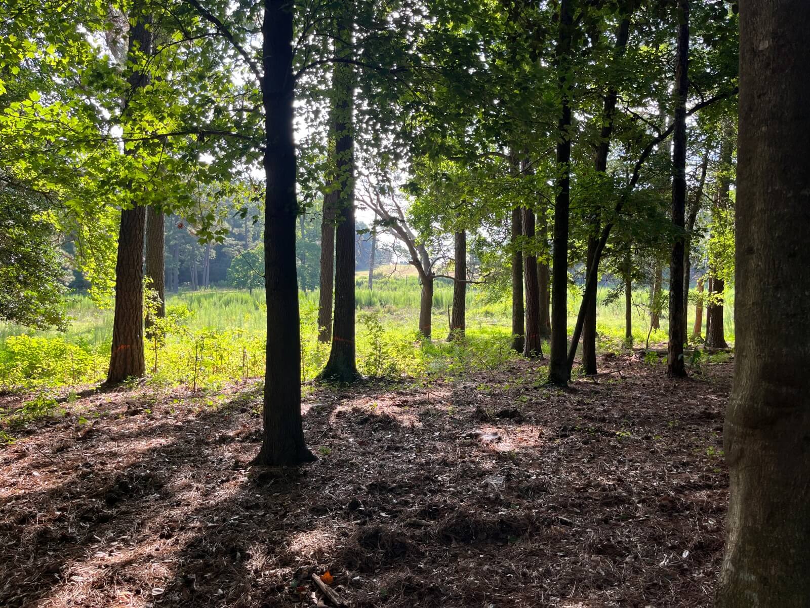 photo of east mingo conservation mitigation easement nc
