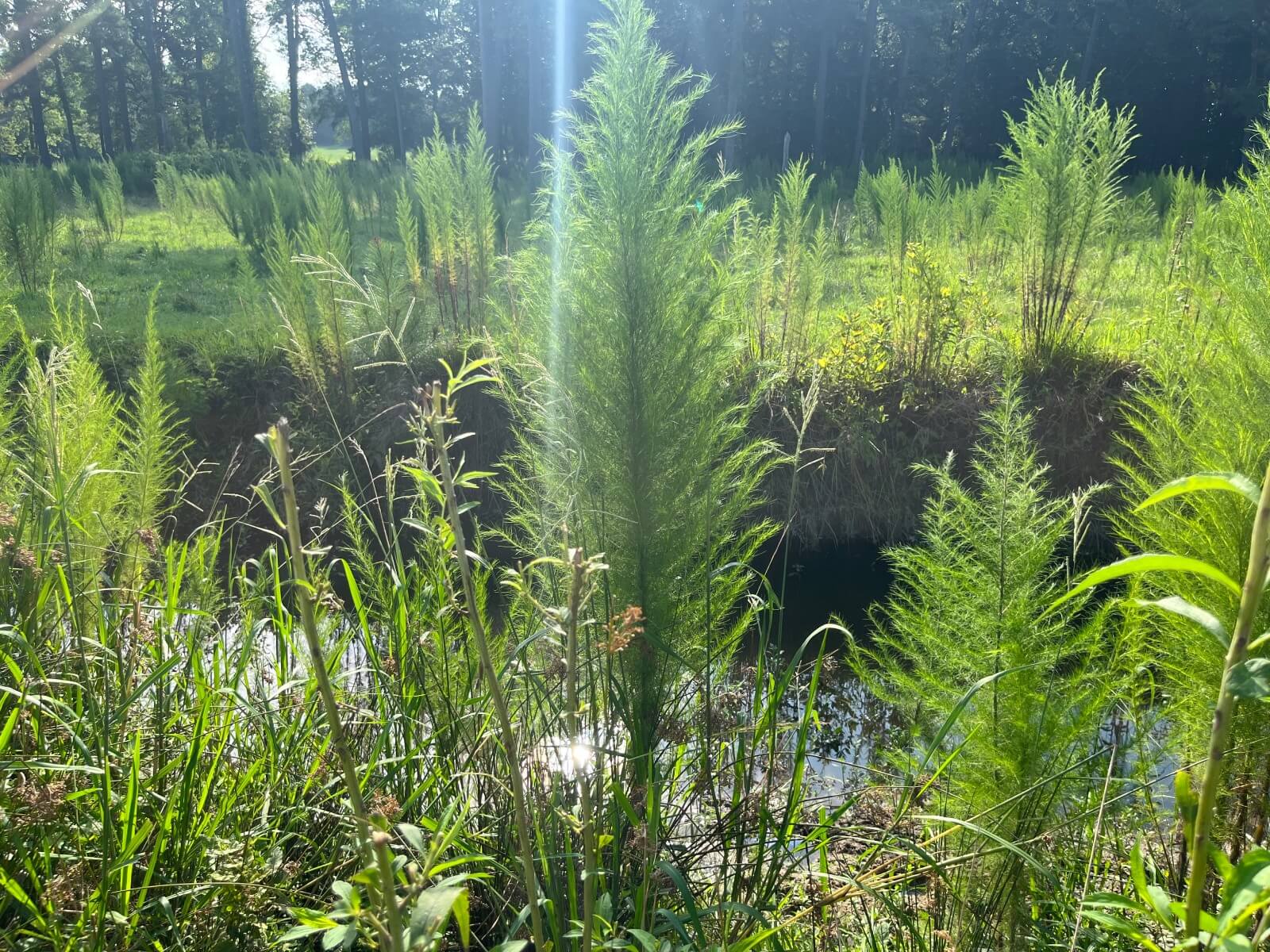 photo of east mingo conservation mitigation easement north carolina