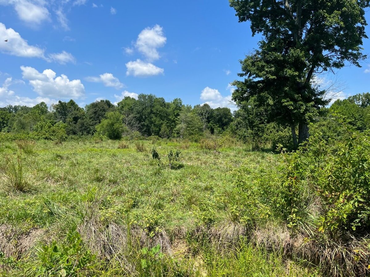 photo of flat rock conservation mitigation easement