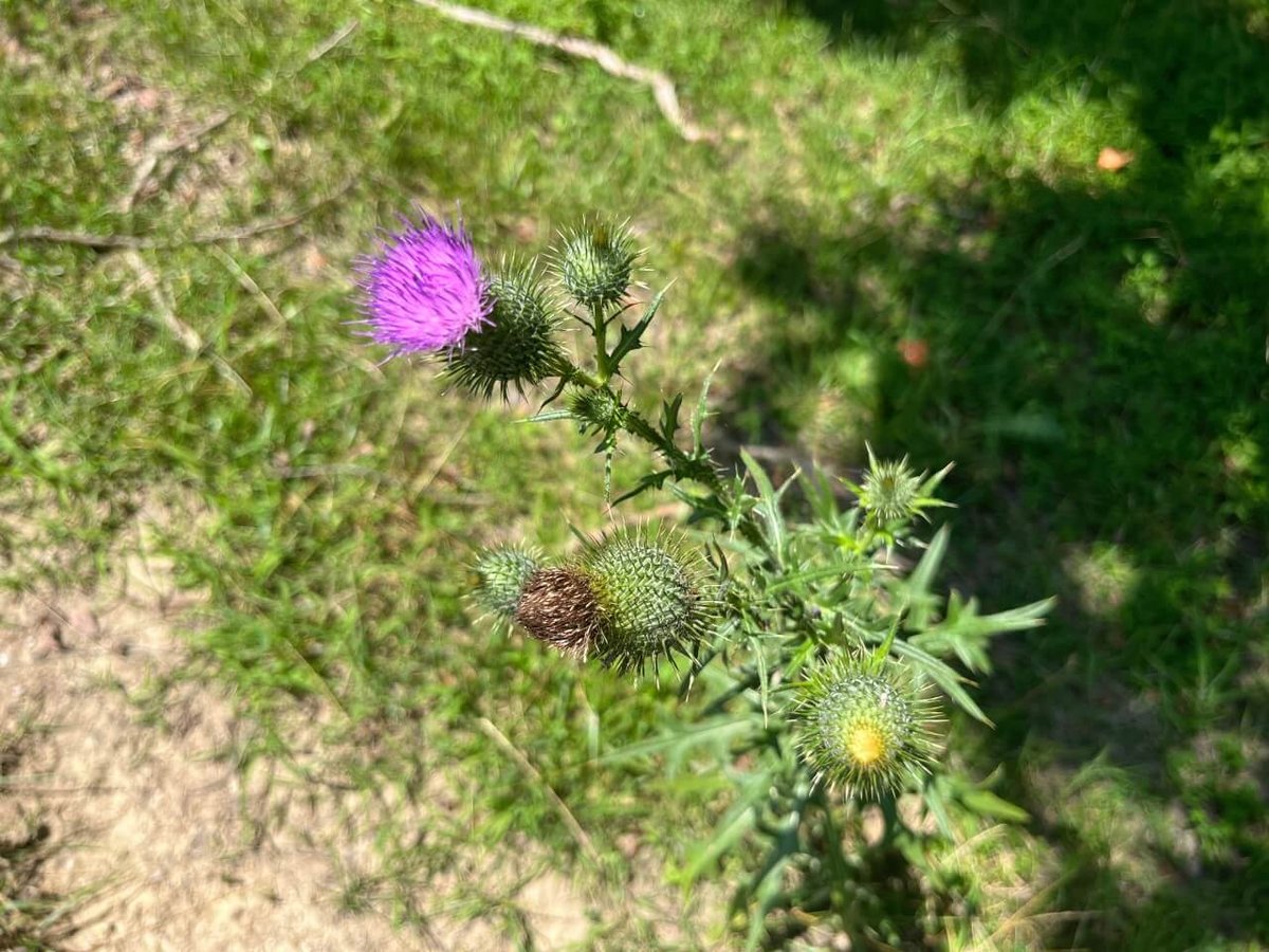 photo of flower at flat rock easement