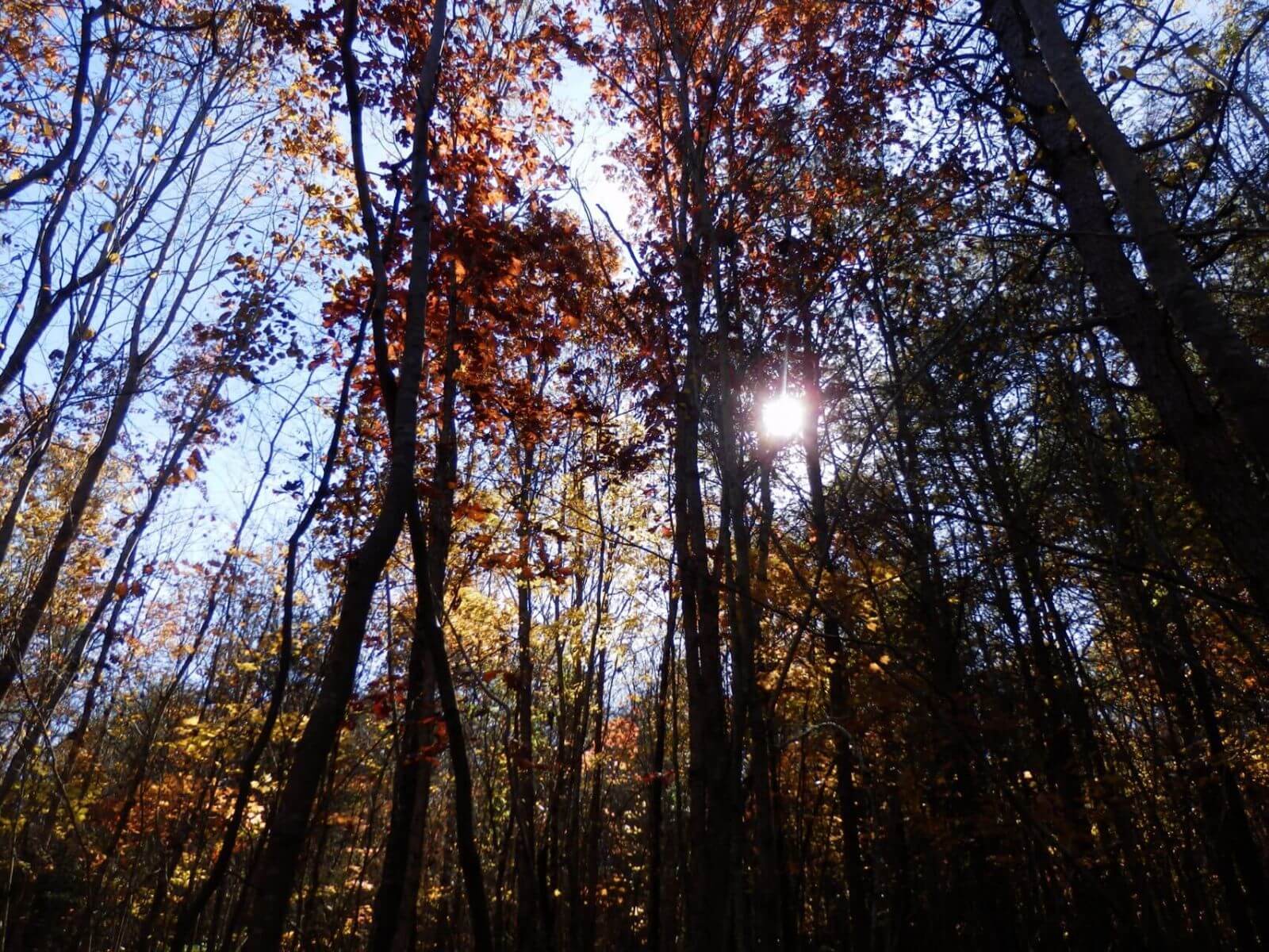 photo of hopkins farm conservation property in north carolina