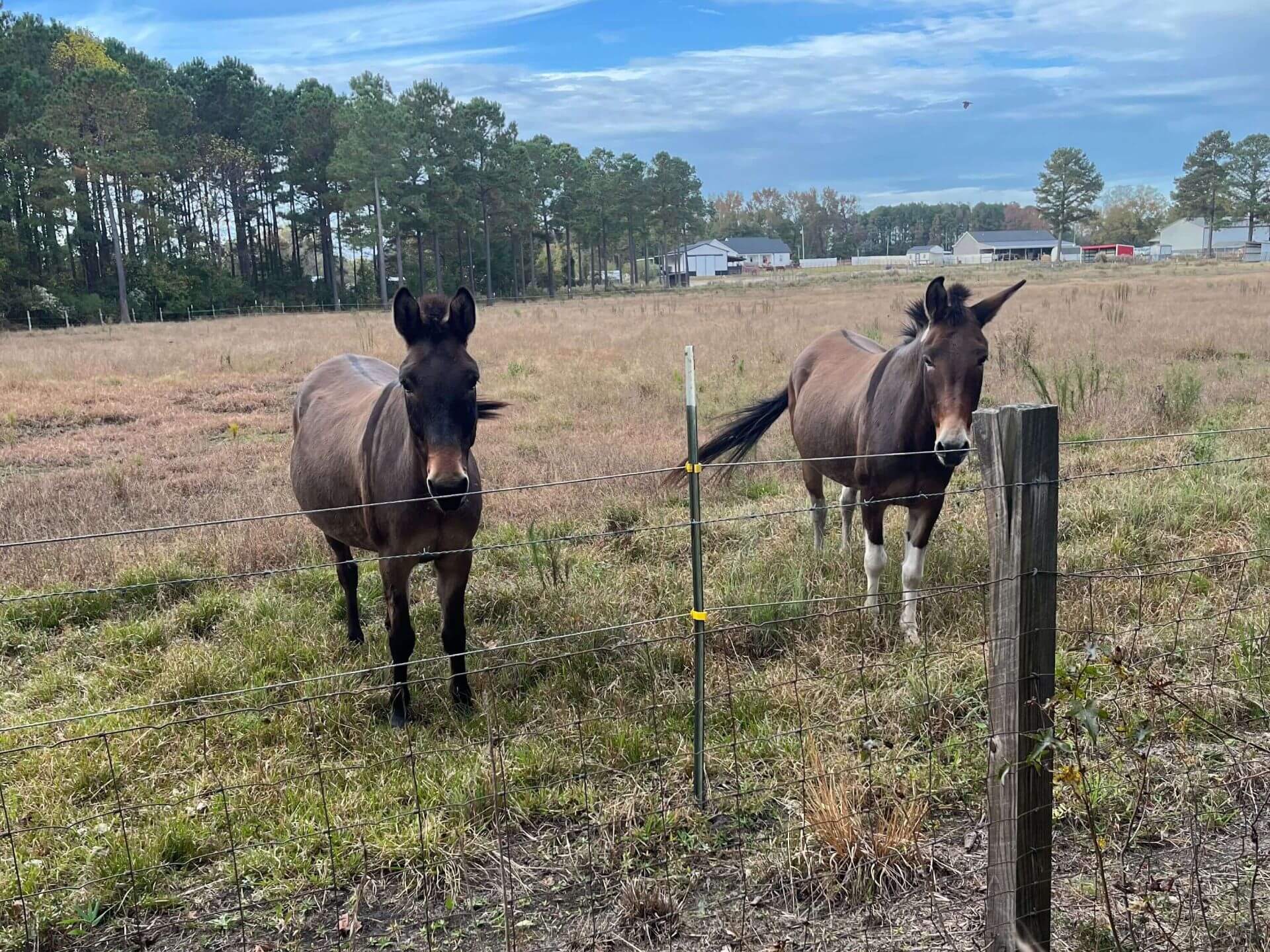 photo of horses on working land conservation easement-1
