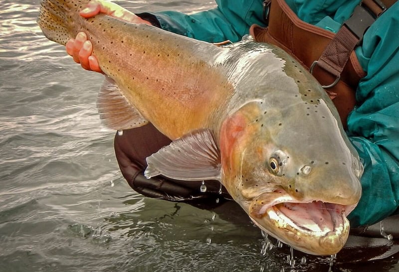 photo of lahontan cutthroat trout