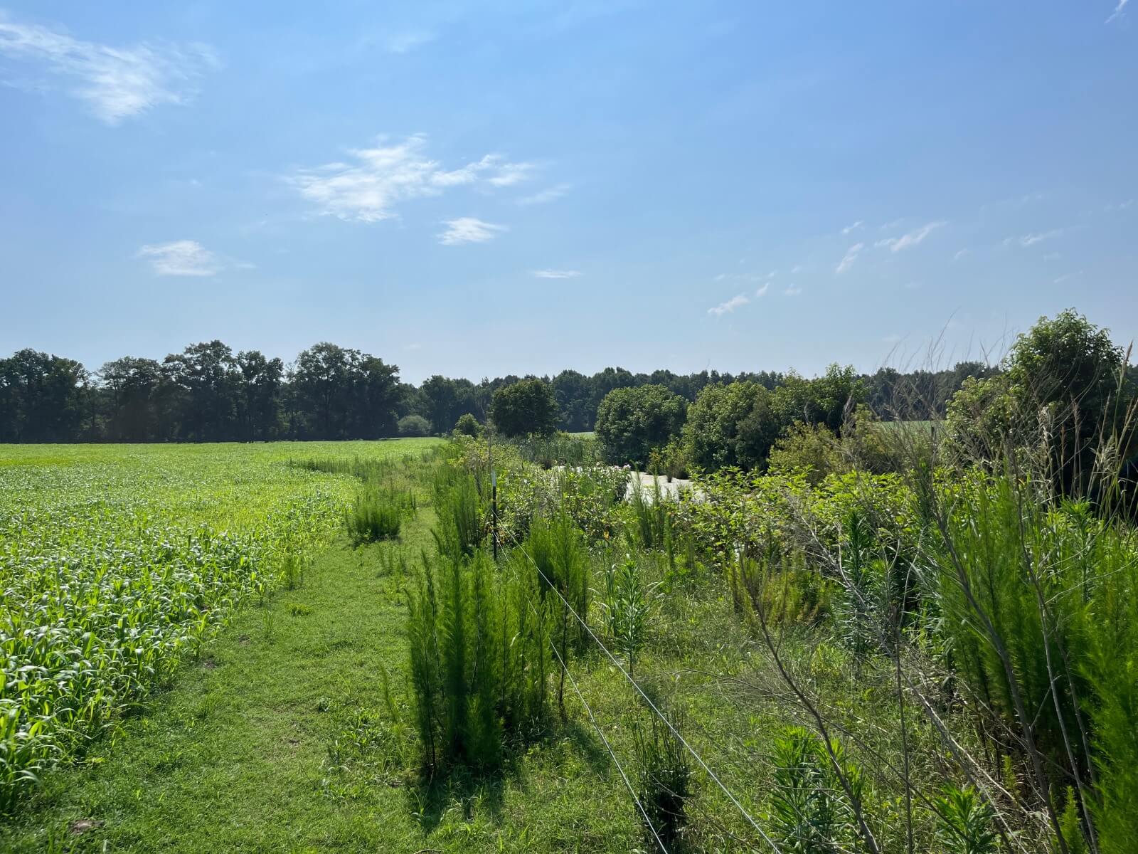 photo of loop road conservation mitigation easement nc