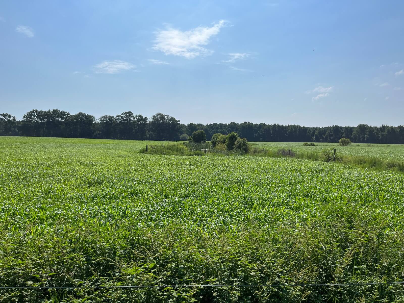 photo of loop road conservation mitigation easement north carolina