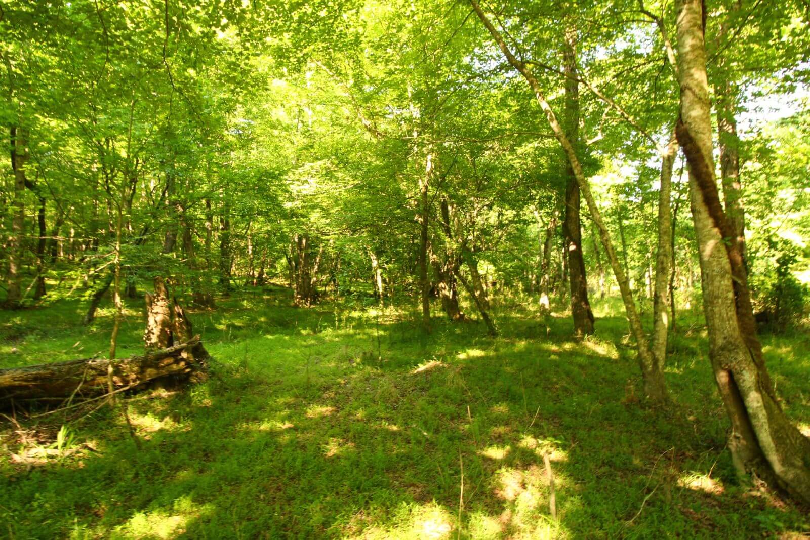 photo of monkey wrench mitigation conservation easement