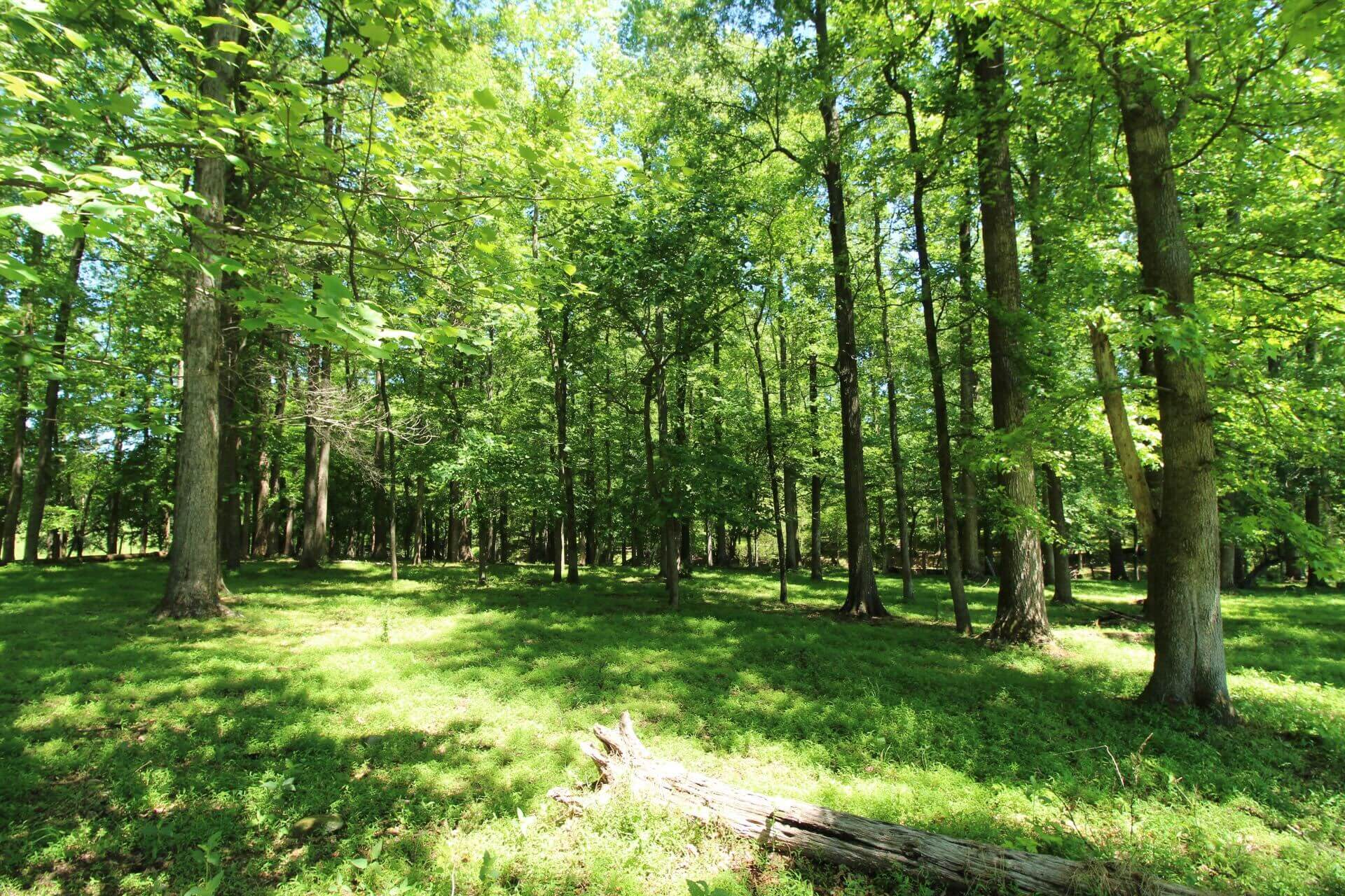 photo of mudhoney conservation easement nc