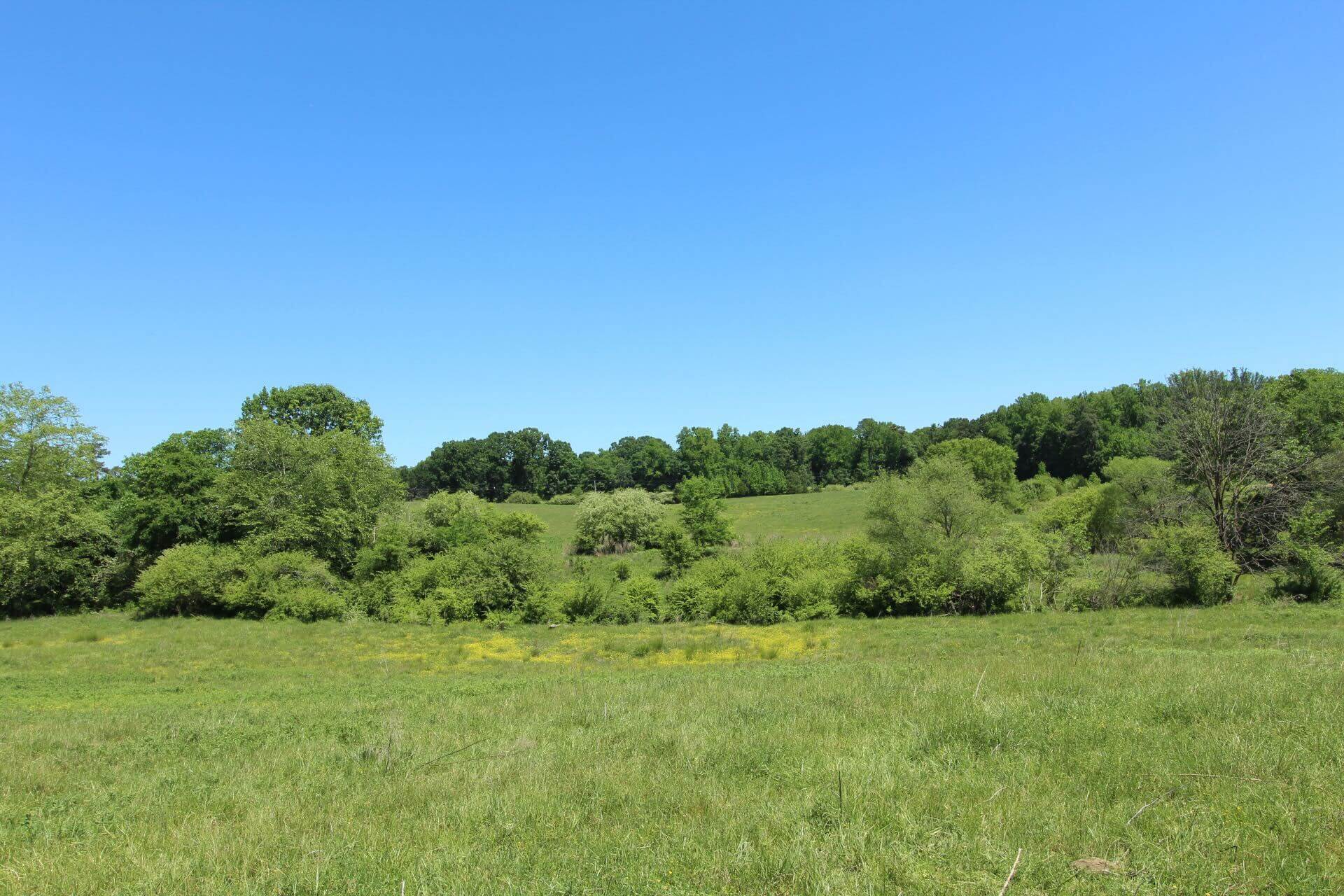 photo of mudhoney conservation mitigation easement in north carolina