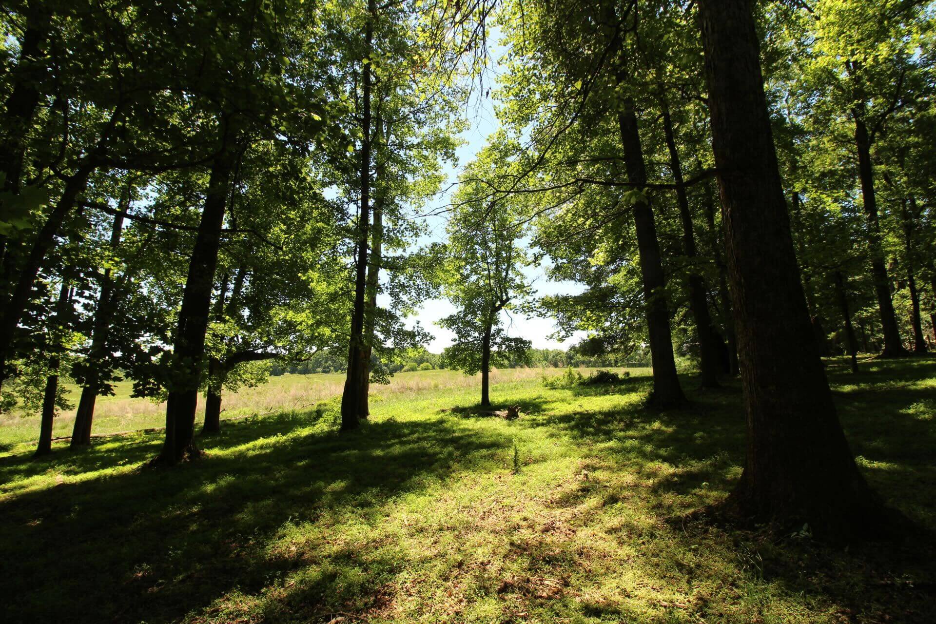 photo of mudhoney conservation mitigation easement nc