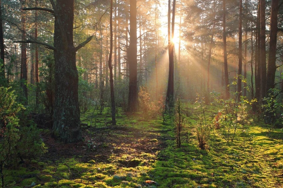 photo of natural capital example in a healthy forest