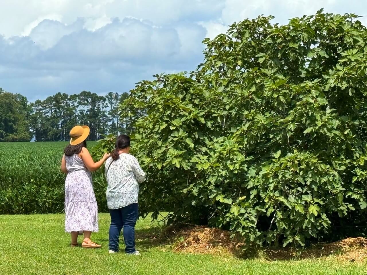 photo of people picking figs at spruill farm