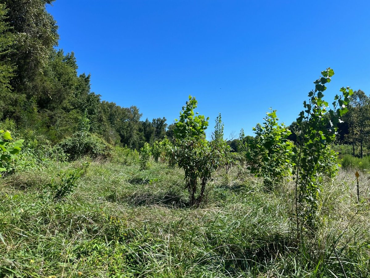 photo of perry hill conservation easement mitigation bank nc