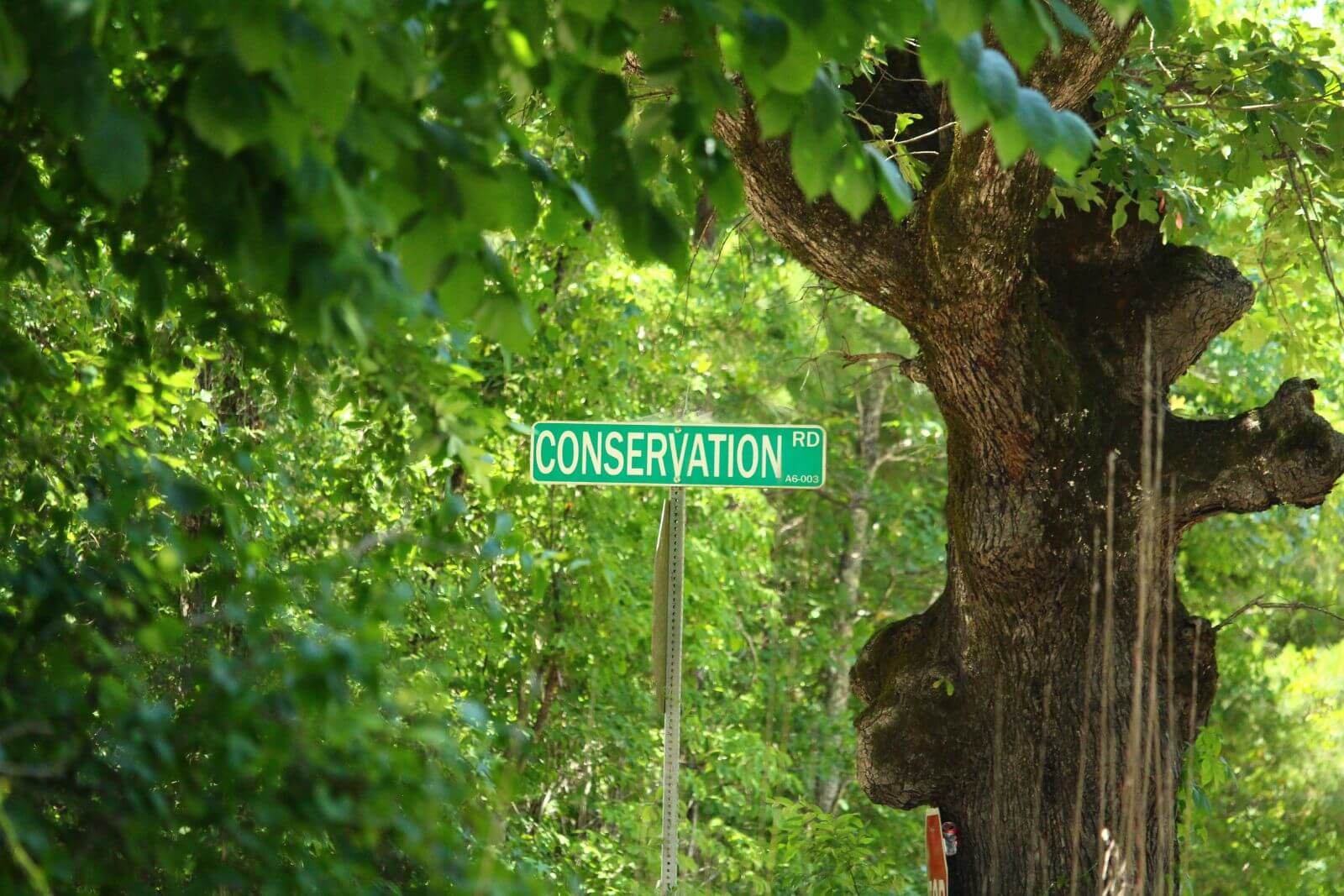 photo of poes landing conservation easement in south carolina by unique places to save