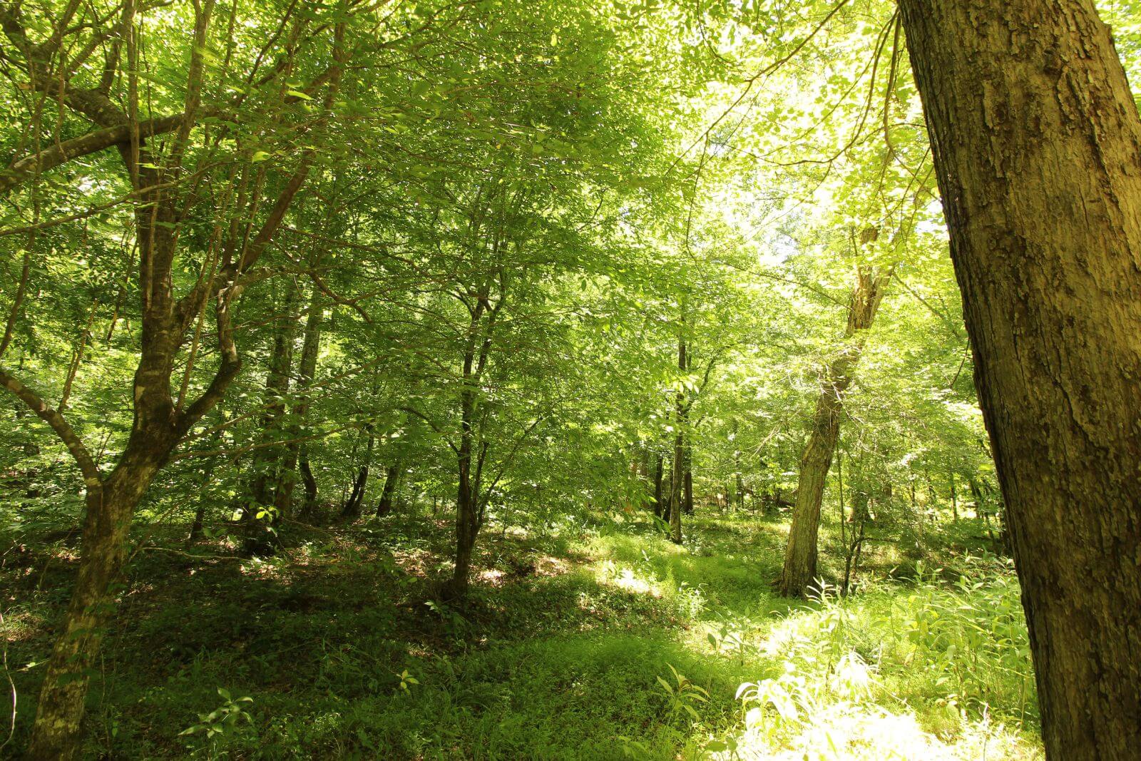 photo of poes landing conservation easement in york county sc