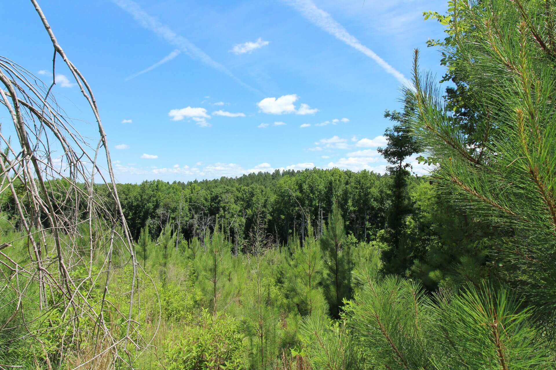 photo of poes landing conservation easement south carolina