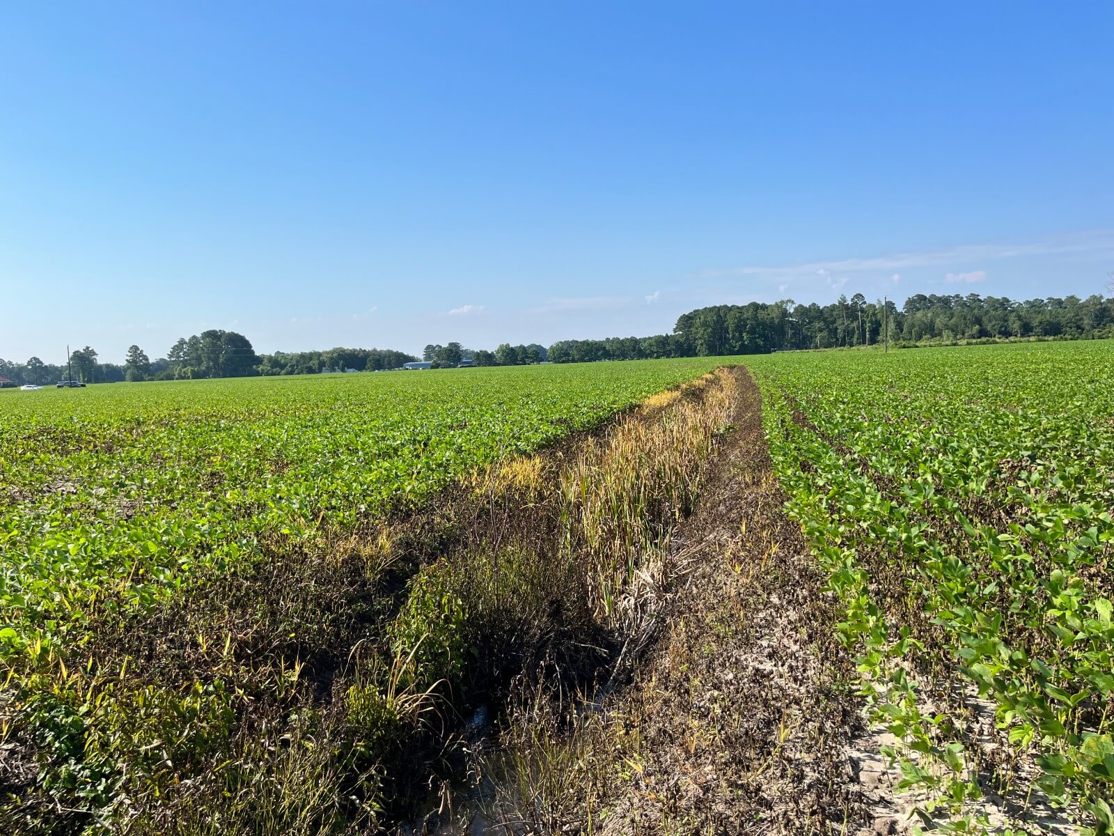 photo of salem conservation easement mitigation banking