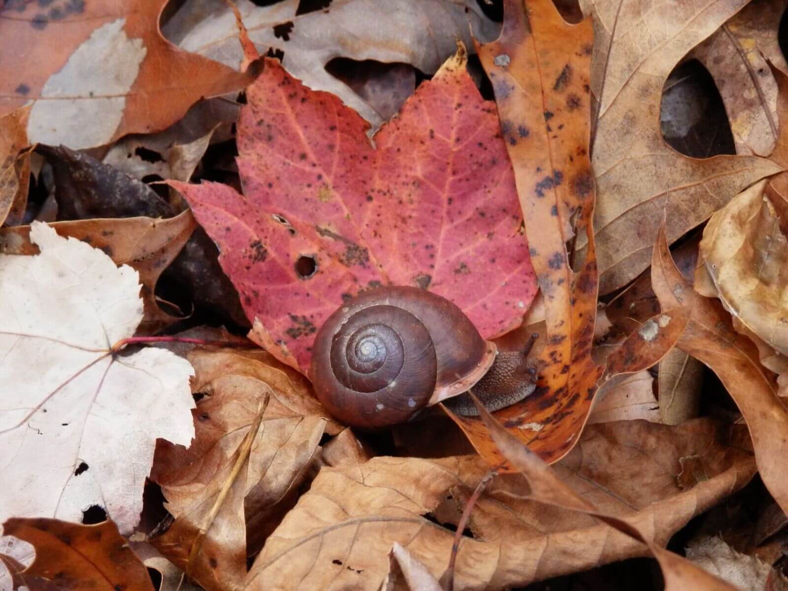 photo of snail at hopkins farm conservation easement nc