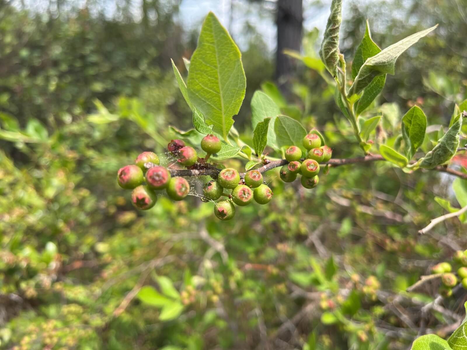 photo of st james conservation easement in brunswick county nc