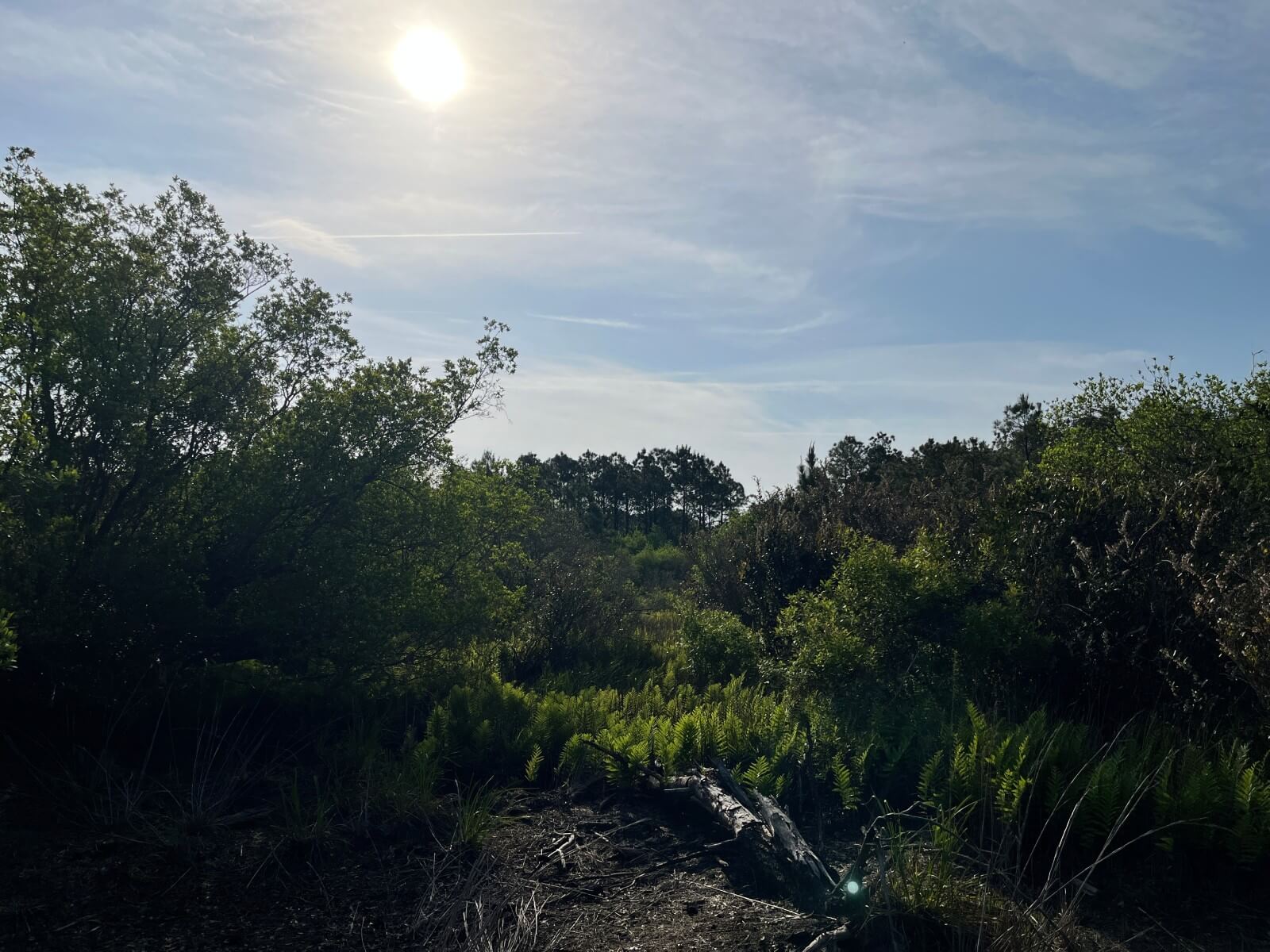 photo of st james conservation easement in brunswick county