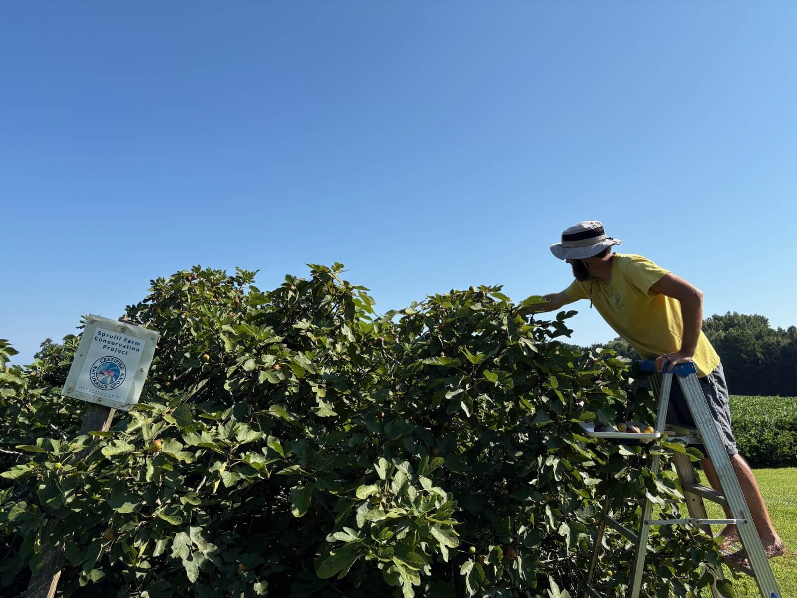 photo of the spruill farm fig orchard
